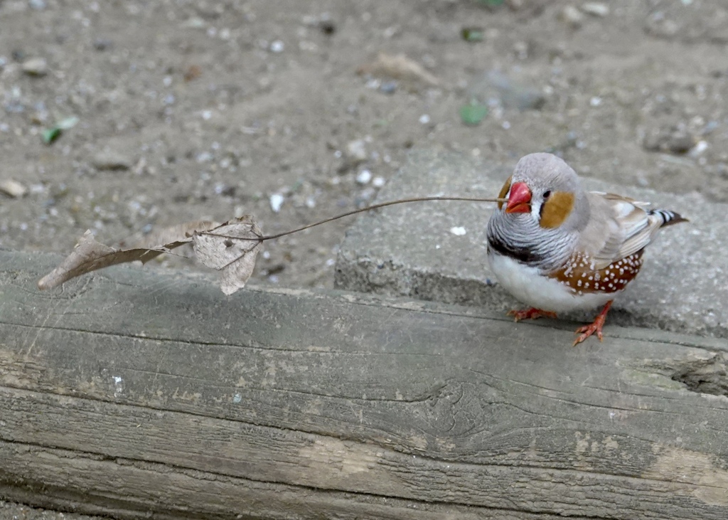 キンカチョウさんのお気に入り