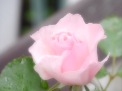 優しさにつつまれて。