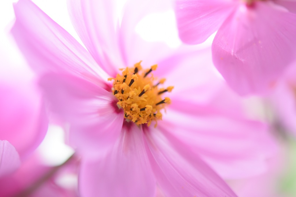 透き通る花びらでした。