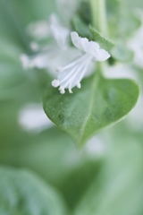 バジルの花は白