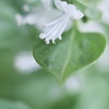 バジルの花は白
