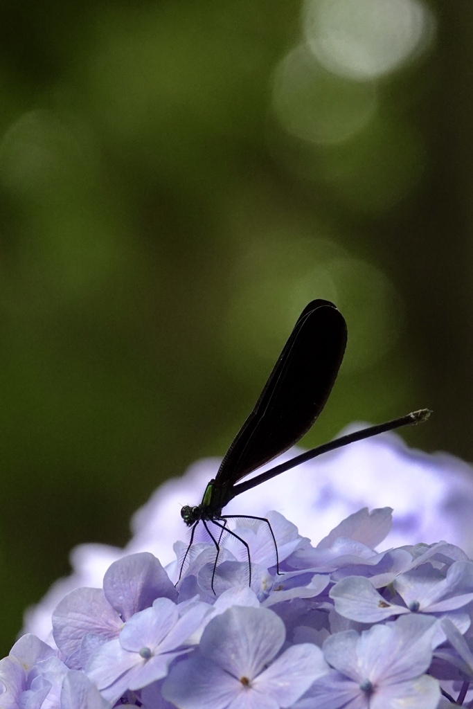 ハグロトンボと紫陽花と。