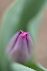 春　君もすぐ咲くね