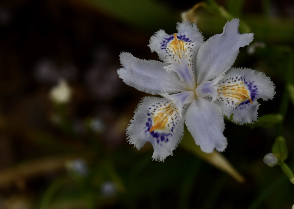 花開くシャガ