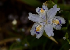 花開くシャガ