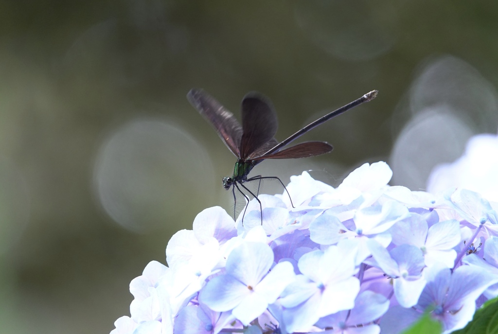 紫陽花と君。