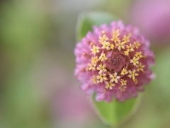 花の中に小花