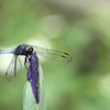 花蕾を握りしめて。