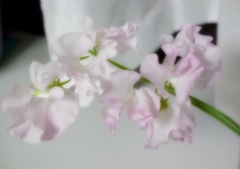 薄桃色の君は優しいね。