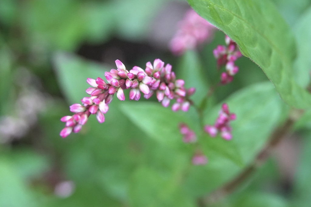 蓼の花
