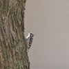 コゲラさん、別の木で。