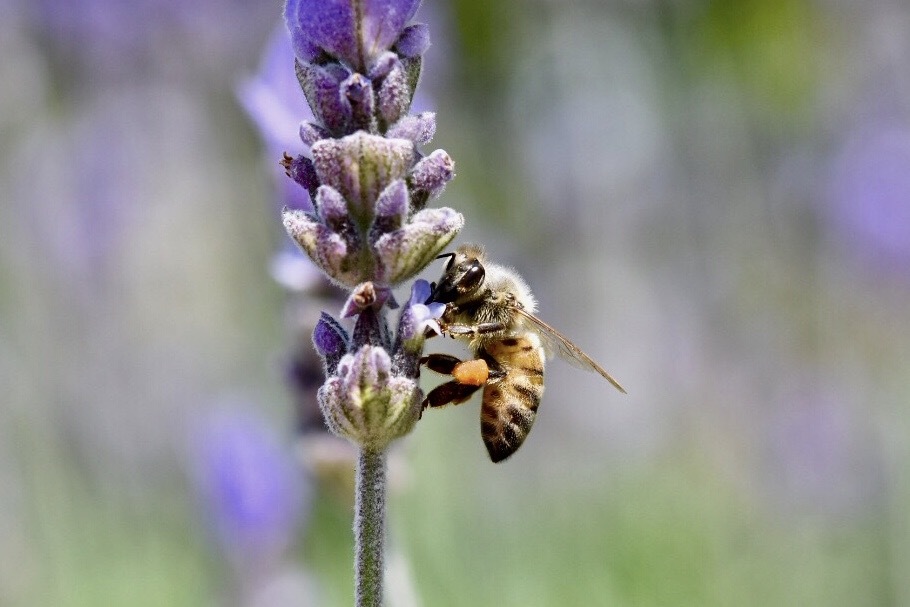 蜜蜂さんの花粉だんご By 白雪 Id 写真共有サイト Photohito