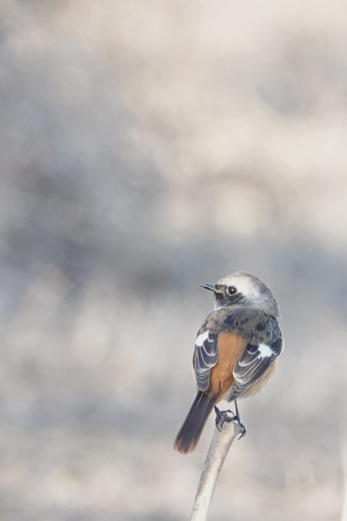 君に会いたくて