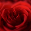 薔薇の季節もやってきますね。