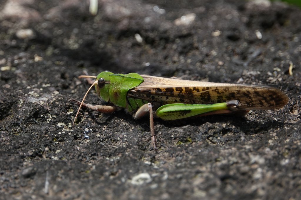 トノサマバッタ