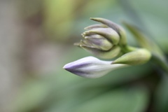 ギボウシの花蕾