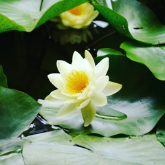 彼岸の睡蓮