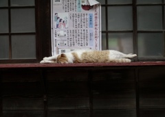 神社のにゃん