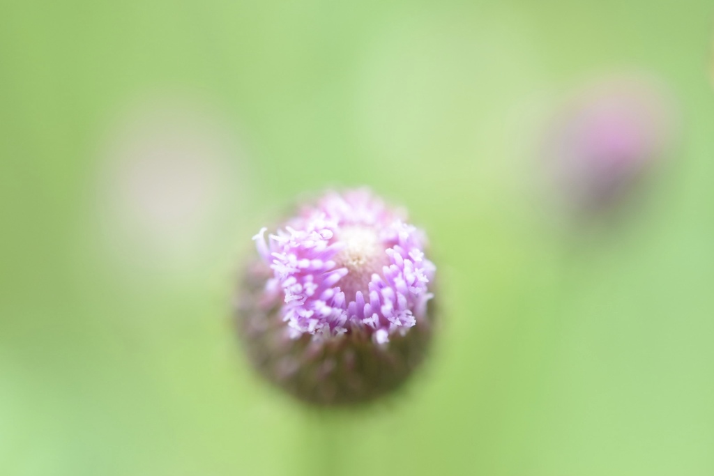 キツネアザミの花蕾。