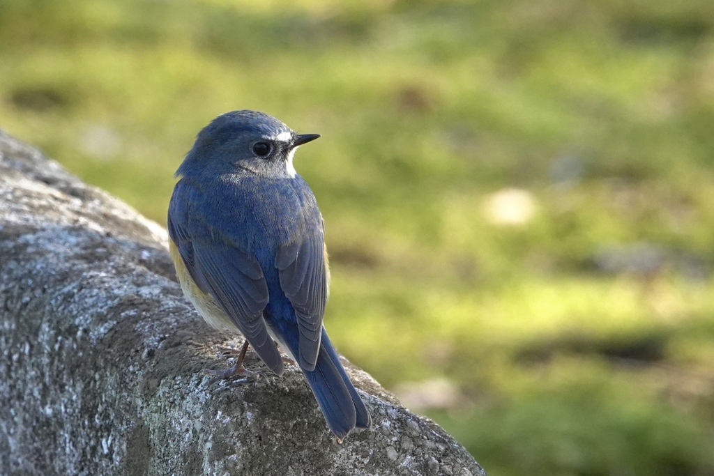 日陰にいた瑠璃の君。