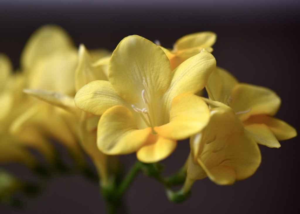 フリージアは香り芳しく