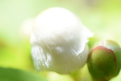 シャラの木の花蕾。