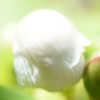 シャラの木の花蕾。