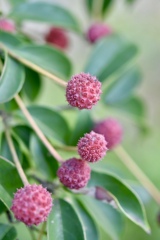 ヤマボウシの実