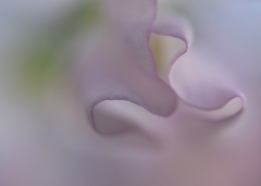 スイートピーの花びら