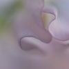 スイートピーの花びら