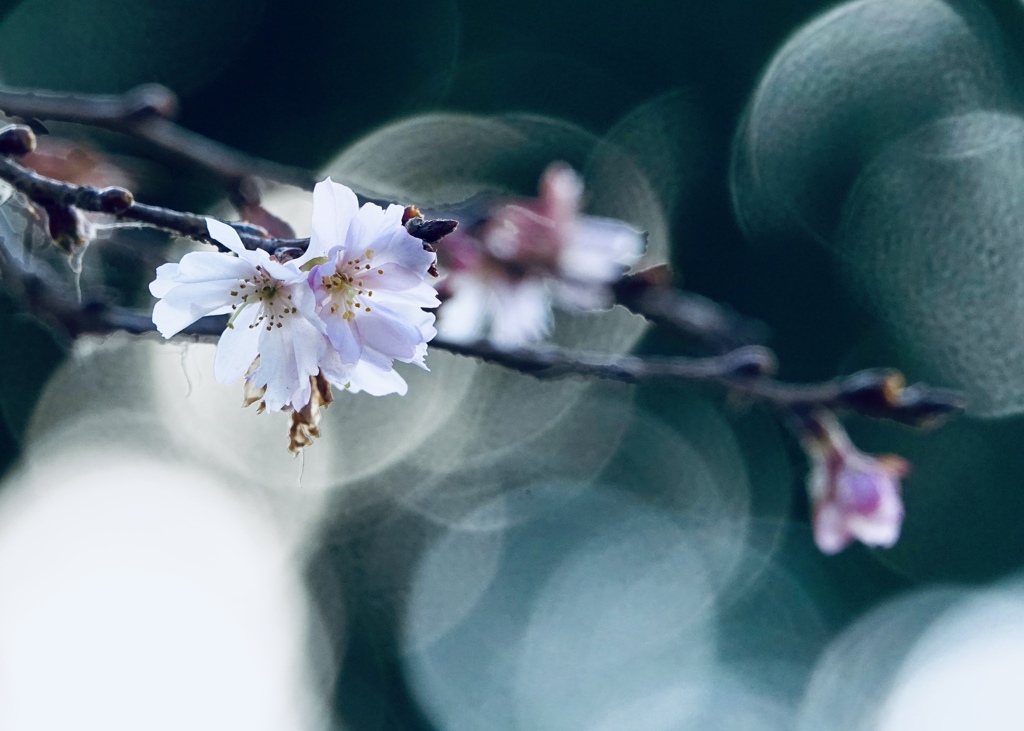 冬の桜