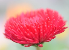 赤の花は触手のよう。