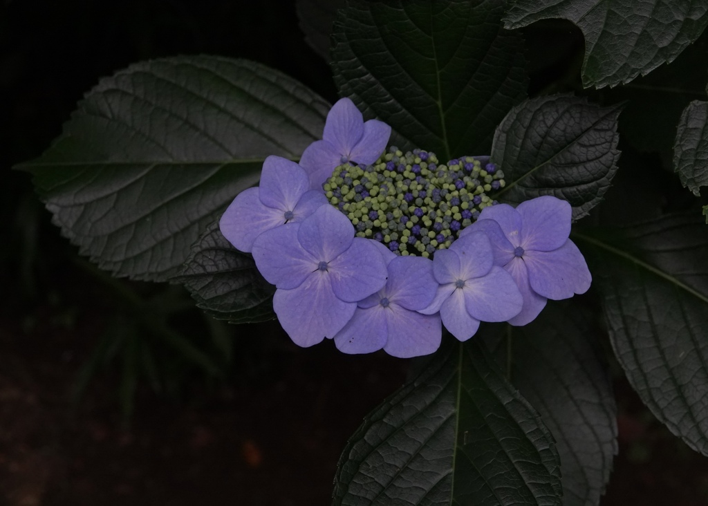 夕暮れの紫陽花