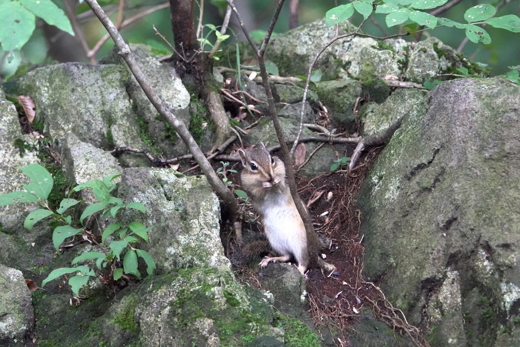 覗きながら、もぐもぐ。