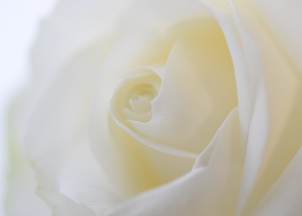 真白の薔薇
