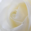 真白の薔薇