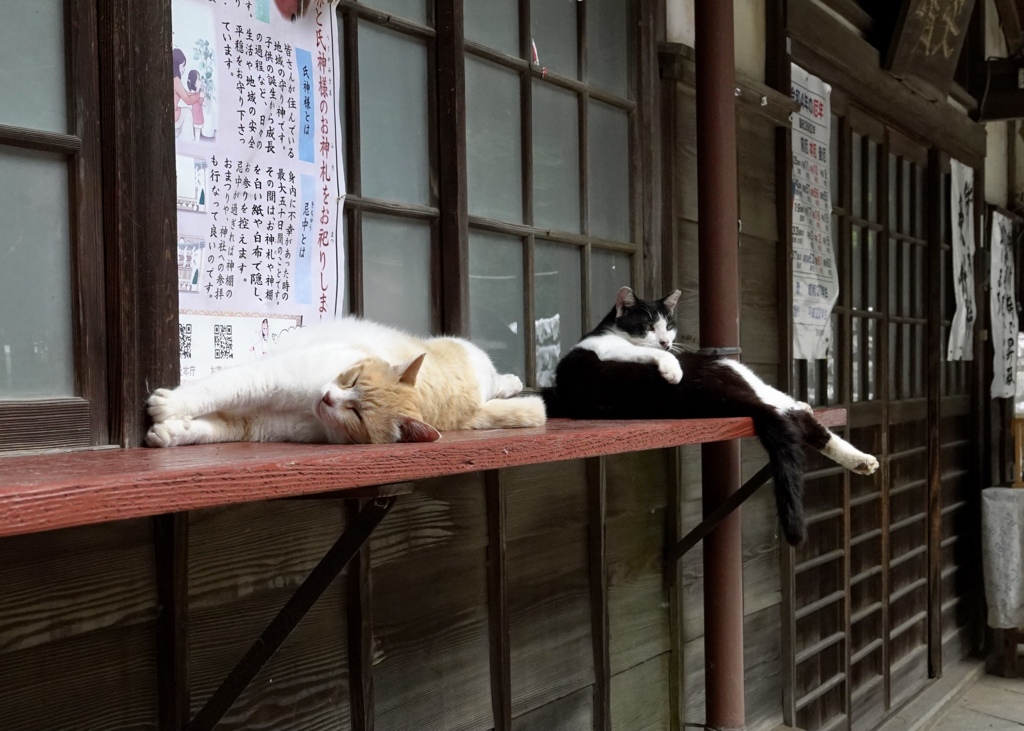 神社のにゃんの相棒