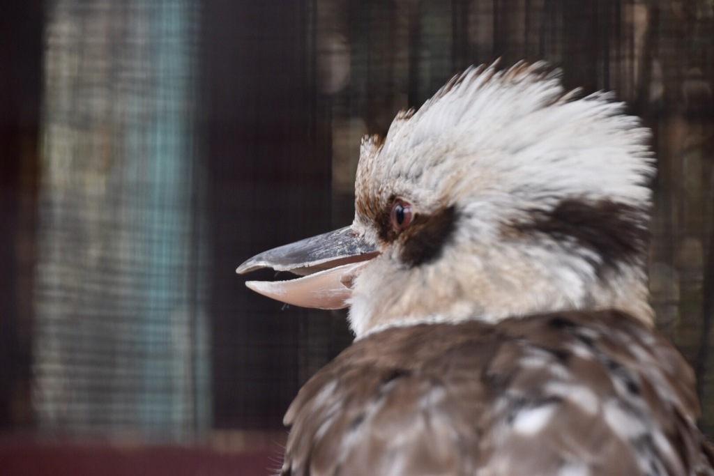 ワライカワセミ、鳴く。