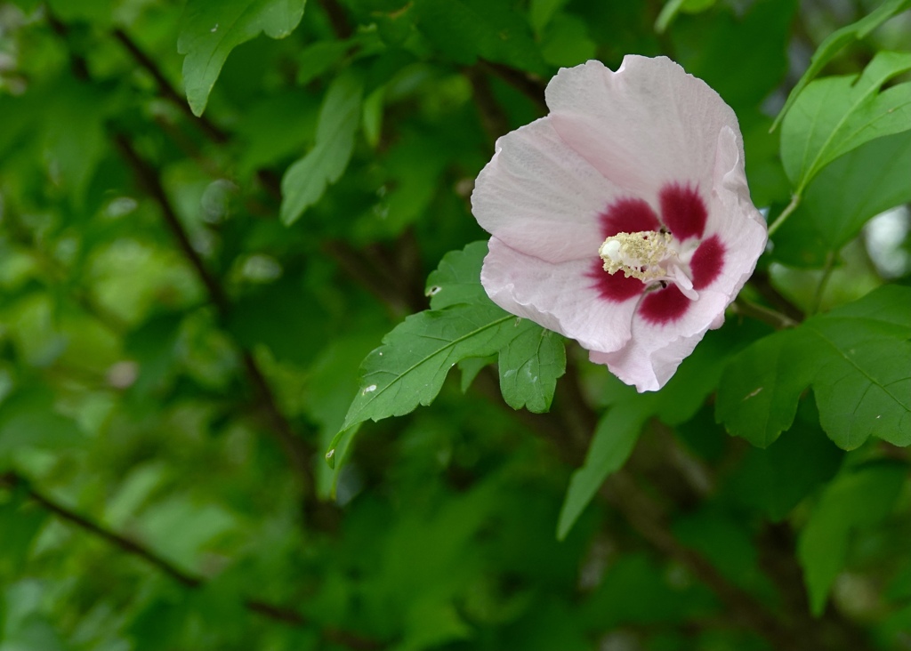 柔らかな花びら
