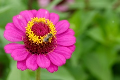 百日草は鮮やかで。