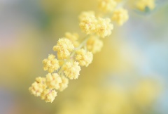 ミモザの花。