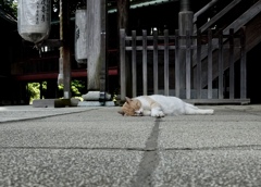涼しい場所を知ってるね