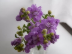 ストックの花、今日は蕾がほころぶね。
