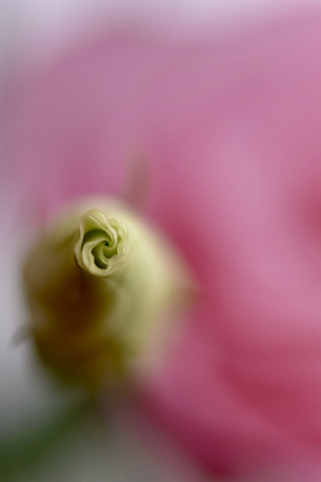 トルコキキョウの花蕾