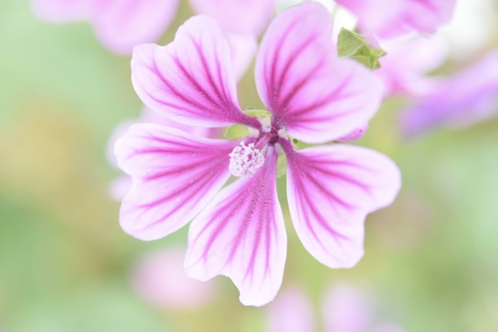 初めましての花