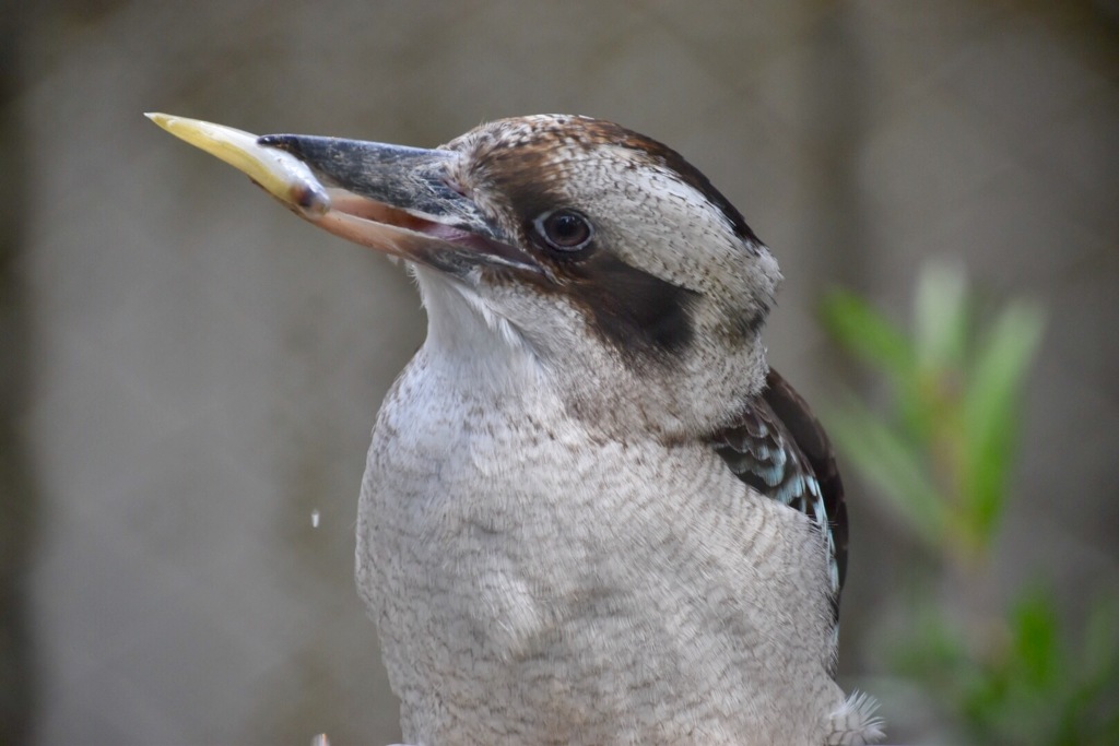 ワライカワセミ、ランチタイム