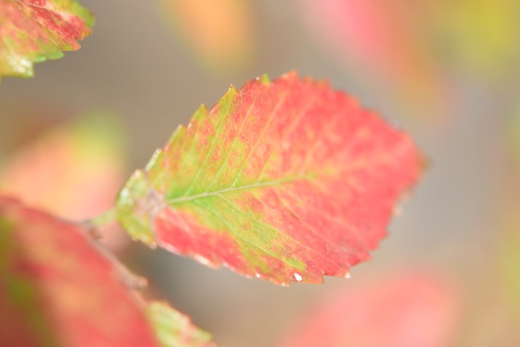 これから紅になる。