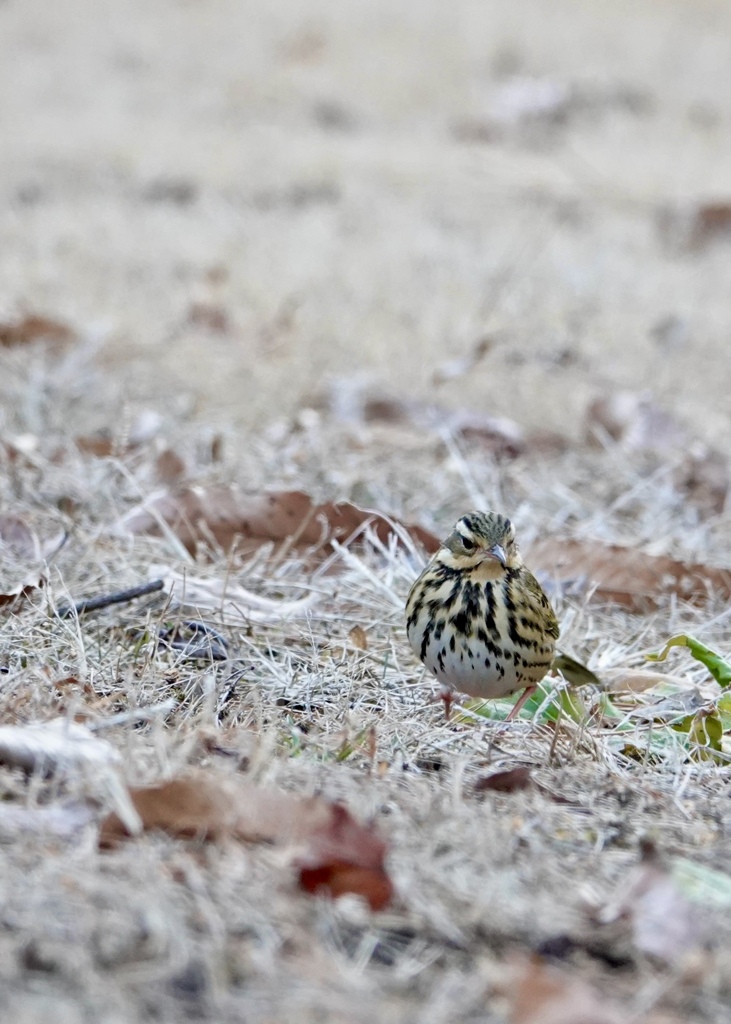 おかえりなさい　ビンズイさん！