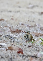 おかえりなさい　ビンズイさん！