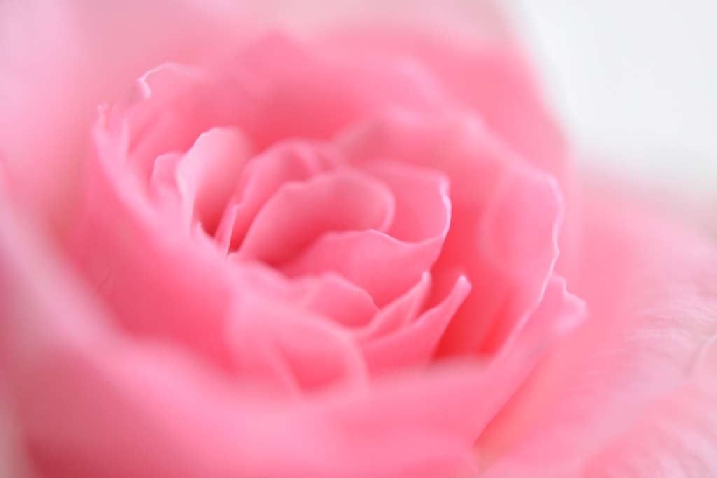 ミニ薔薇はとろけそう。
